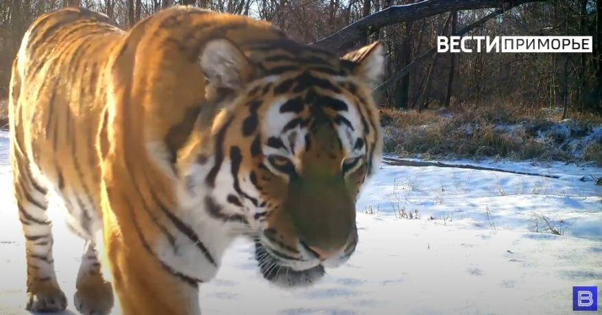 «Ужас и страх от увиденного»: Тигр зашел во двор жилого дома