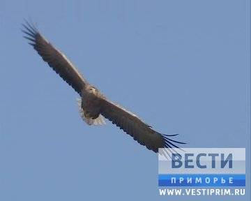 Орлан-путешественник "разорил" дорогими SMS орнитологическую компанию