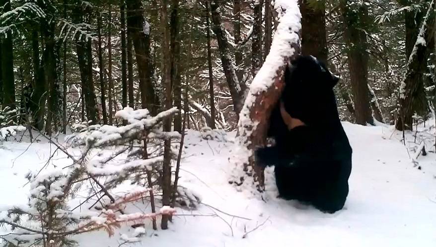 Медведь вышел из спячки: Весна пришла в Приморье? (видео)