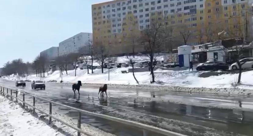 Транспорт в две лошадиные силы был замечен на дороге Владивостока