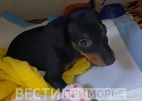 Такси переехало собачку жительницы Уссурийска Такси переехало собачку жительницы Уссурийска