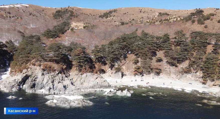 Орды туристов вытаптывают реликтовую сосновую рощу на юге Приморья