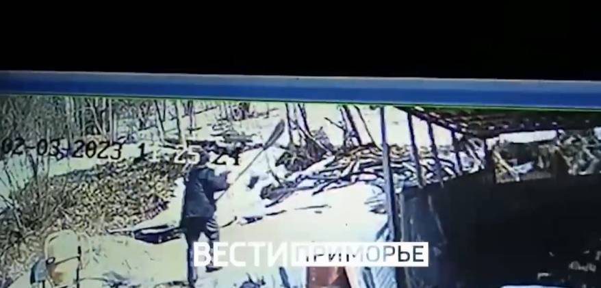 В Приморье местные жители отбили у дворняг дикого зверя