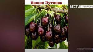 "Стоит, как крыло от боинга": Цена на ягоду в продуктовом магазине ошарашила приморцев