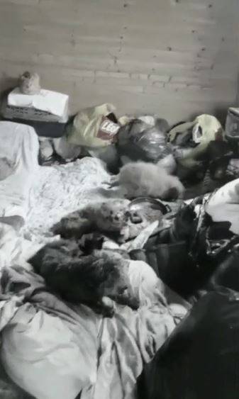 Ад на земле: в Приморье "любвеобильная" бабуля проводит медицинские опыты над животными