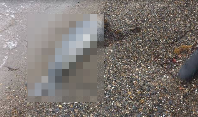 Труп обнаружили на берегу моря в Приморье