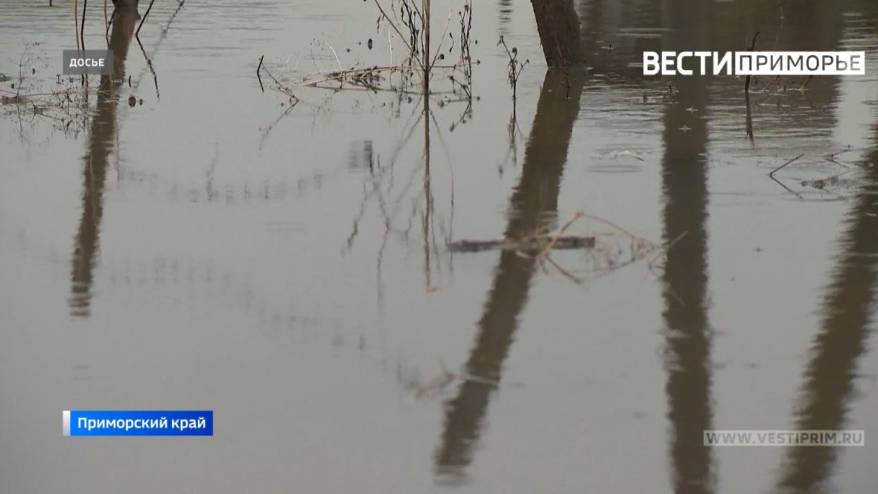 "Их просто кучи, кучи": пугающее видео снял на берегу водоема житель Приморья