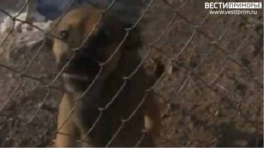 Остался кровавый след: Собака напала на молодого приморца