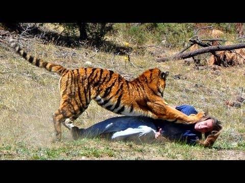 Атака в 3 секунды: какие травмы нанес амурский тигр девушке из Приморья