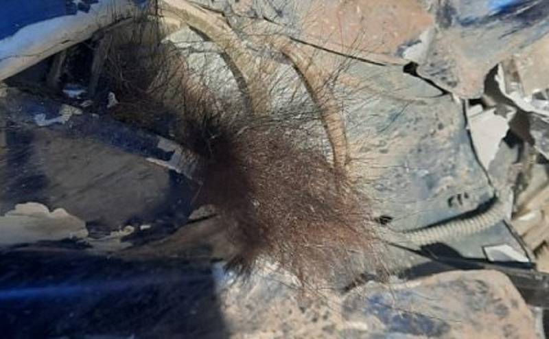 В Приморье автомобиль столкнулся с медведем В Приморье автомобиль столкнулся с медведем