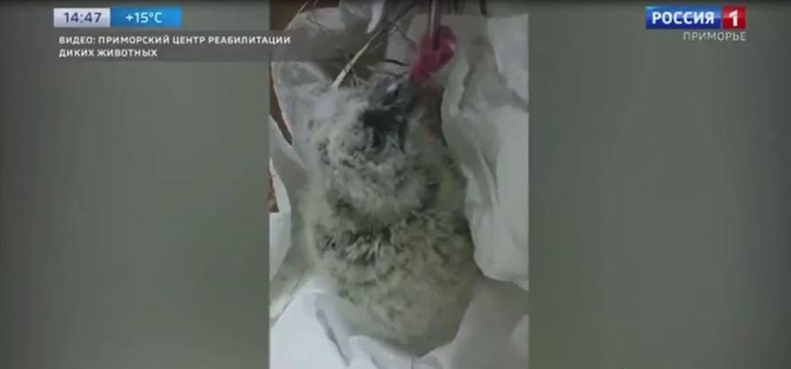 Новые постояльцы поселились в приморском центре реабилитации диких животных