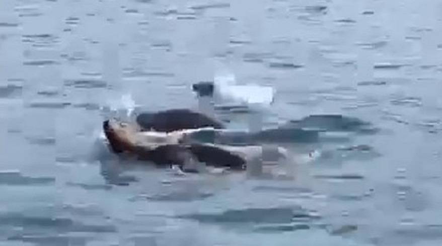 Ларги приплыли поздороваться с рыбаками (видео)