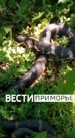 Полутораметровая змея пыталась проникнуть в детсад во Владивостоке