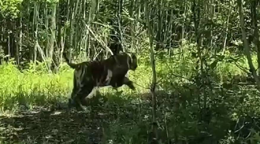 Отловленную и травмированную тигрицу выпустили на свободу Отловленную и травмированную тигрицу выпустили на свободу