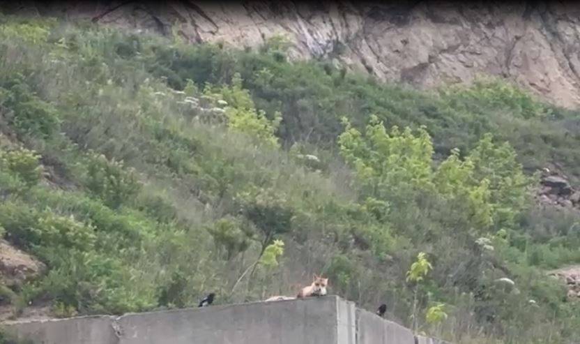 Сороки атаковали лисицу во Владивостоке