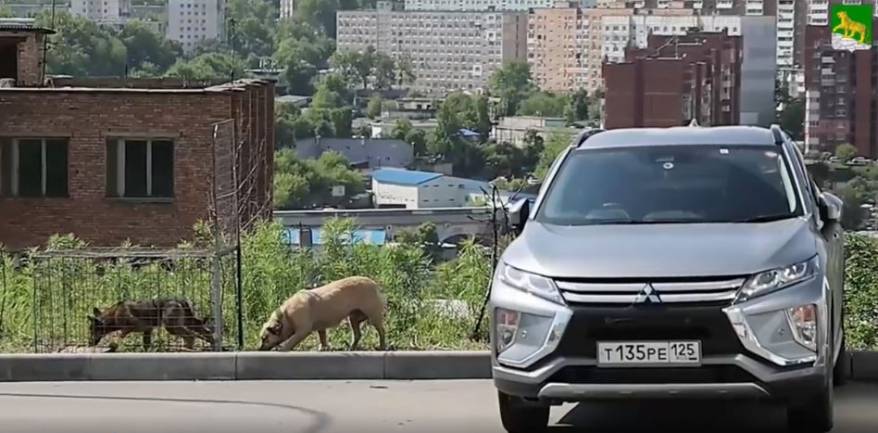 Во Владивостоке отлавливают бездомных собак для "фильтрации" Во Владивостоке отлавливают бездомных собак для "фильтрации"