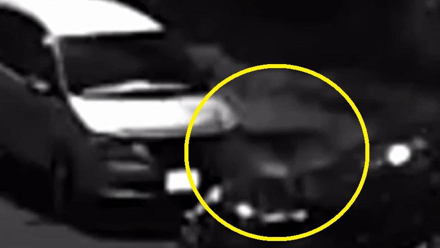 «Собачий беспредел» попал на видео – автовладельцы негодуют «Собачий беспредел» попал на видео – автовладельцы негодуют