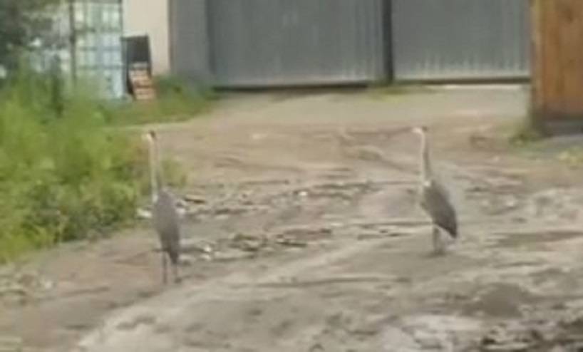 Длинноногие красавицы на дороге удивили водителей Длинноногие красавицы на дороге удивили водителей