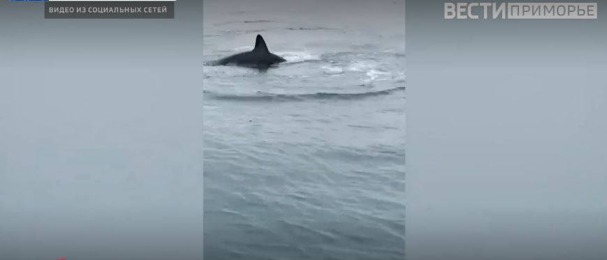 Опасную хищницу заметили рядом с берегом в популярном месте отдыха Приморья Опасную хищницу заметили рядом с берегом в популярном месте отдыха Приморья