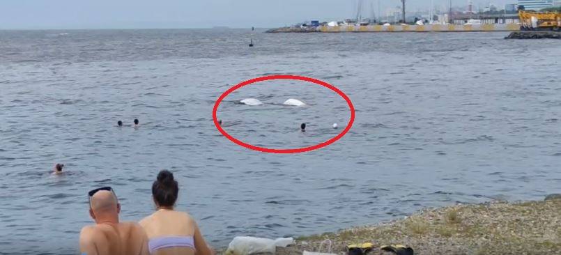 Бескрылые дельфины подплыли совсем близко к отдыхающим на пляже во Владивостоке