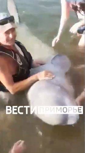 "Ух, ты, как ребенок": отдыхающие пришли в восторг от общения с белухой в Приморье