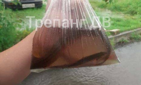 Рыба уже плавает во дворах в Приморье