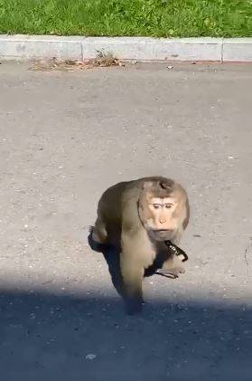 "От кого сбежала?": необычного пешехода встретили на улице жители приморского города