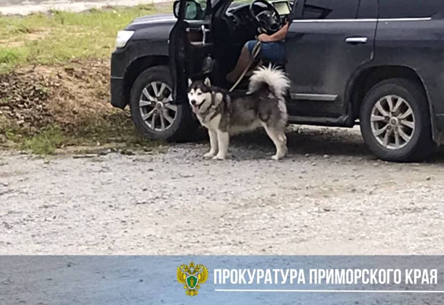 Маламут укусил ребенка в Хасанском районе. Возбуждено уголовное дело Маламут укусил ребенка в Хасанском районе. Возбуждено уголовное дело