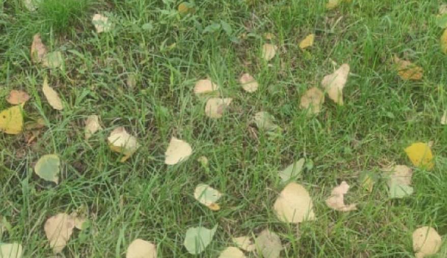 Синоптики дали прогноз на первые осенние выходные дни Синоптики дали прогноз на первые осенние выходные дни