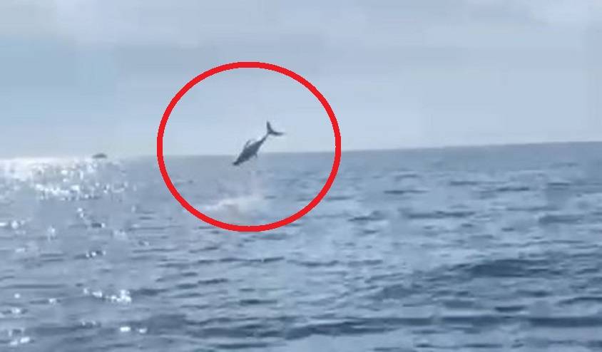 Выпрыгивающих из воды акул сняли на видео рыбаки в Приморье (видео)