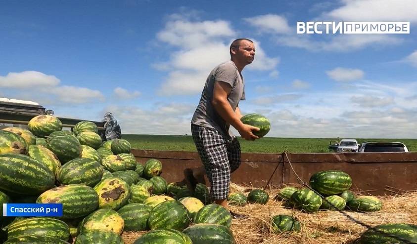 Зараза в арбузах? Что показали исследования продукта из Спасска?