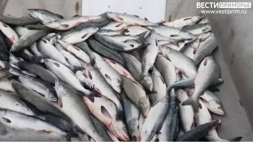 С 16 октября введен запрет на импорт рыбы и морепродуктов из Японии С 16 октября введен запрет на импорт рыбы и морепродуктов из Японии
