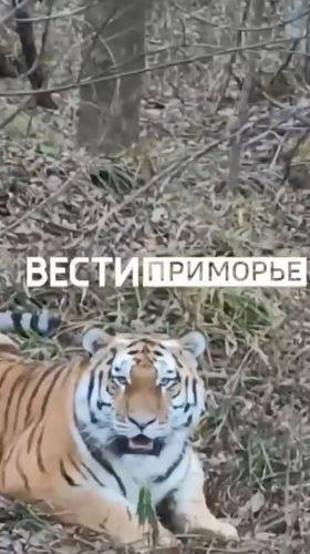 «В пяти метрах от меня!» - житель Приморья повстречался с амурским тигром 