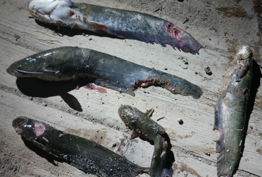 "Рыба заживо гниет": необъяснимое явление обнаружили приморцы на реке Арсеньевке