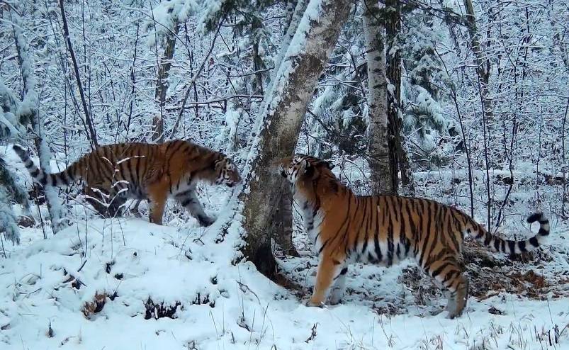 Игра Принцессы и ее чада попала на видео