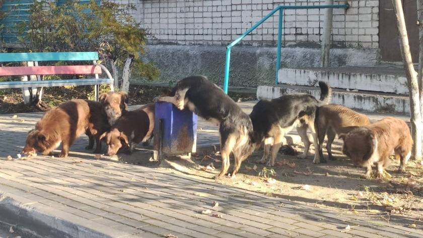 Покусанный собаками мальчик получит компенсацию в 50 тыс. рублей Покусанный собаками мальчик получит компенсацию в 50 тыс. рублей