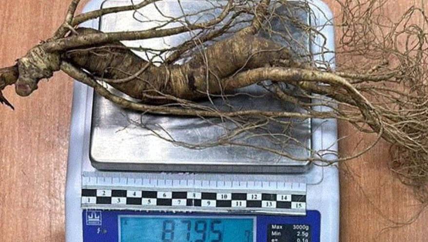 Водитель автобуса пытался вывезти из Приморья в Китай более 3,5 килограммов женьшеня