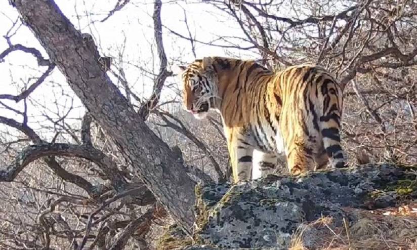 Гримасы Флемена показывают хищники в борьбе за территорию на «Земле леопарда»