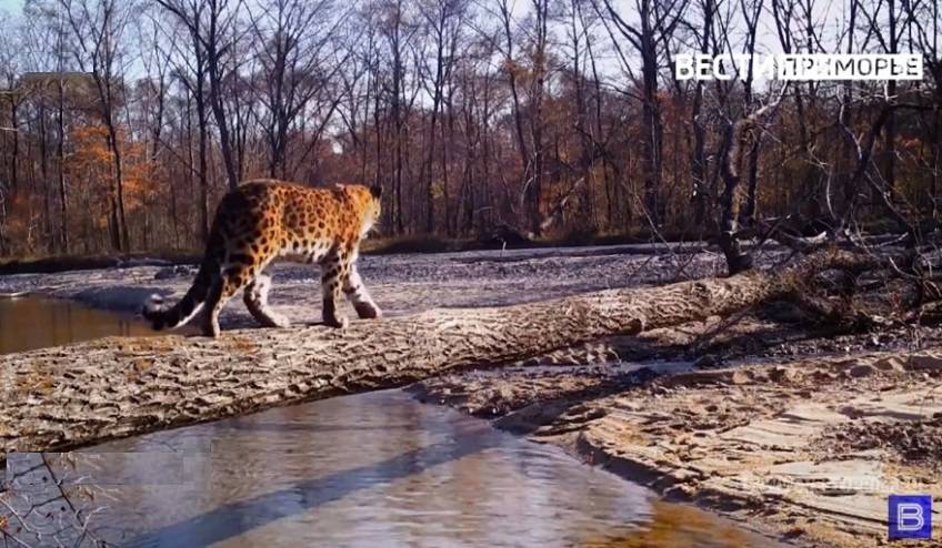 Леопард стал жертвой тигра? Приморцы бурно обсуждают ситуацию в Сети