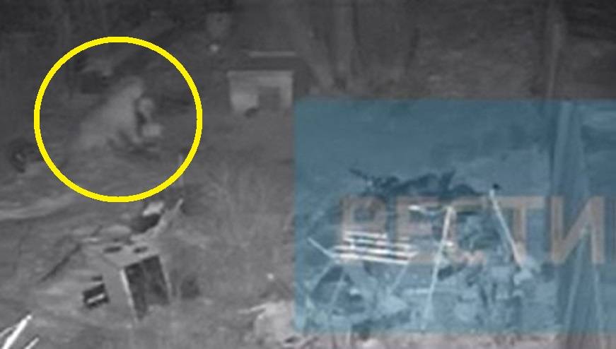 «Шансов не было»: нападение тигра попало на видео