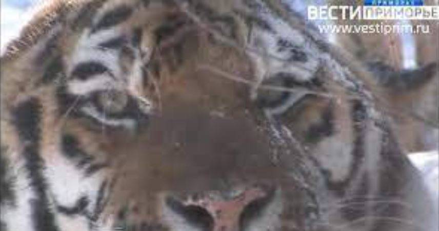 В пригородный район Владивостока зашли тигры