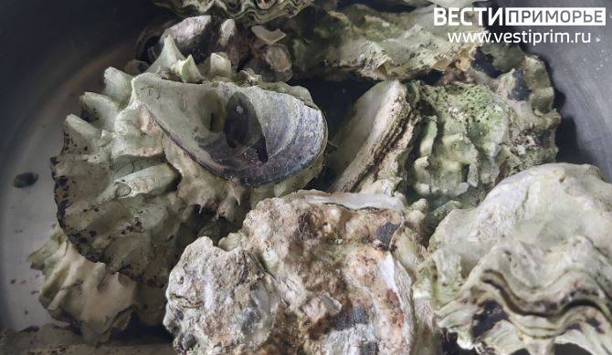 Введен запрет: приморцы останутся без любимого деликатеса Введен запрет: приморцы останутся без любимого деликатеса
