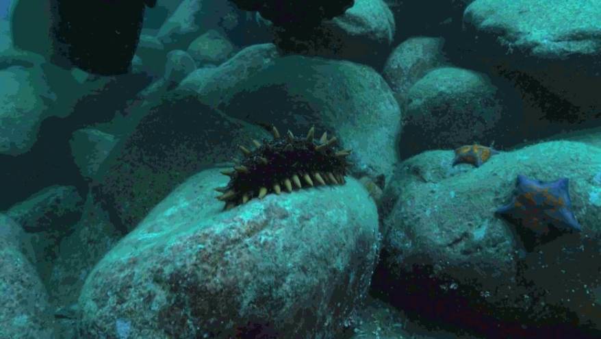 800 килограммов трепанга спасли от браконьеров в Приморье 800 килограммов трепанга спасли от браконьеров в Приморье