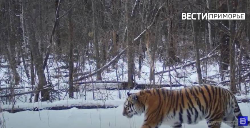 "Не отпускайте детей и собак": тигр снова замечен рядом с Владивостоком