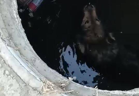 Собака упала в колодец во Владивостоке