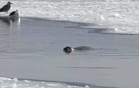 "Плывет в нашу сторону": владивостокцы встретили возле побережья морского гостя