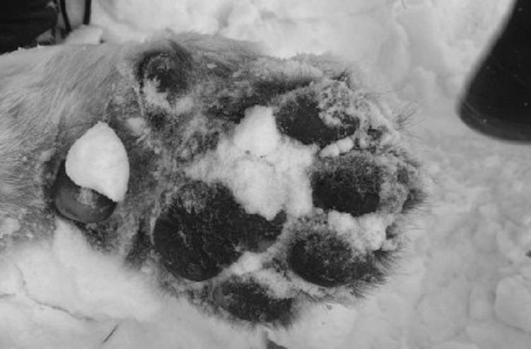 В окрестностях села обнаружены фрагменты туши амурского тигра В окрестностях села обнаружены фрагменты туши амурского тигра