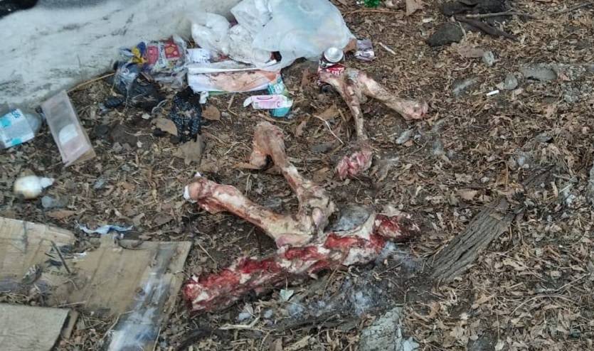 Стая собак держит в страхе горожан Стая собак держит в страхе горожан