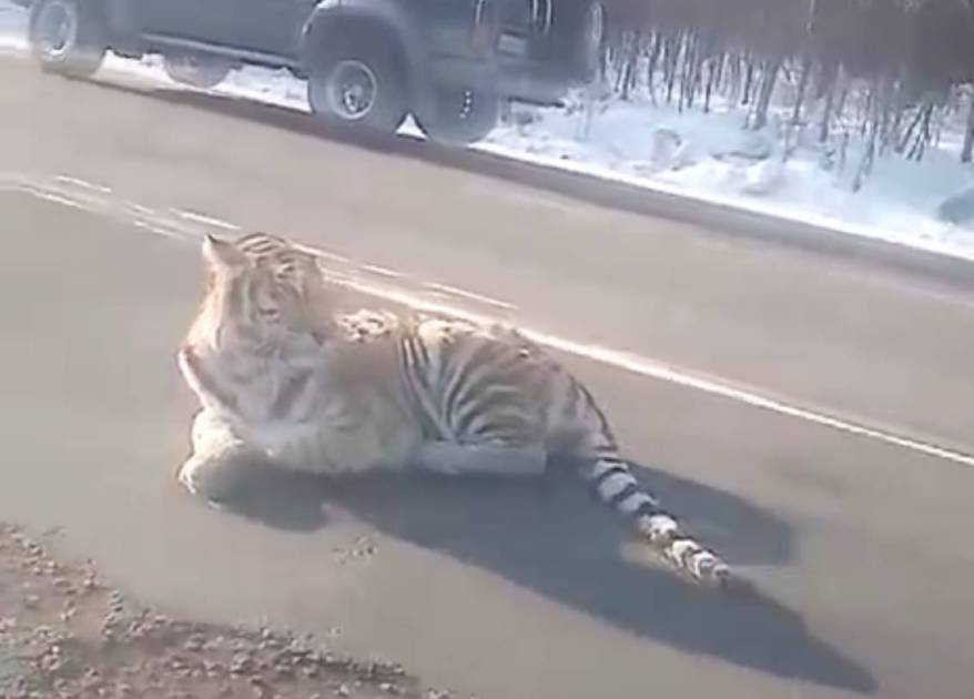 Тигра, который вышел к людям, усыпили и отправили на обследование в Приморье