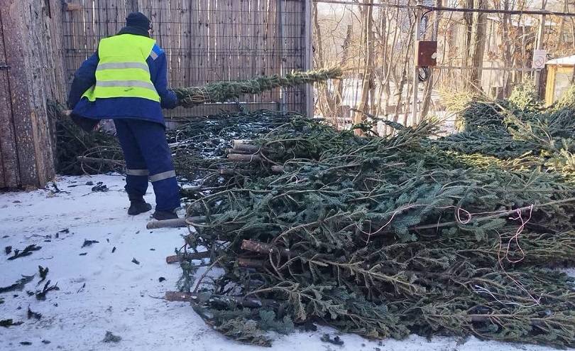 Новогодние елки стали лакомством зверей зоопарка Новогодние елки стали лакомством зверей зоопарка